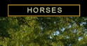 Valour Farms Horses.